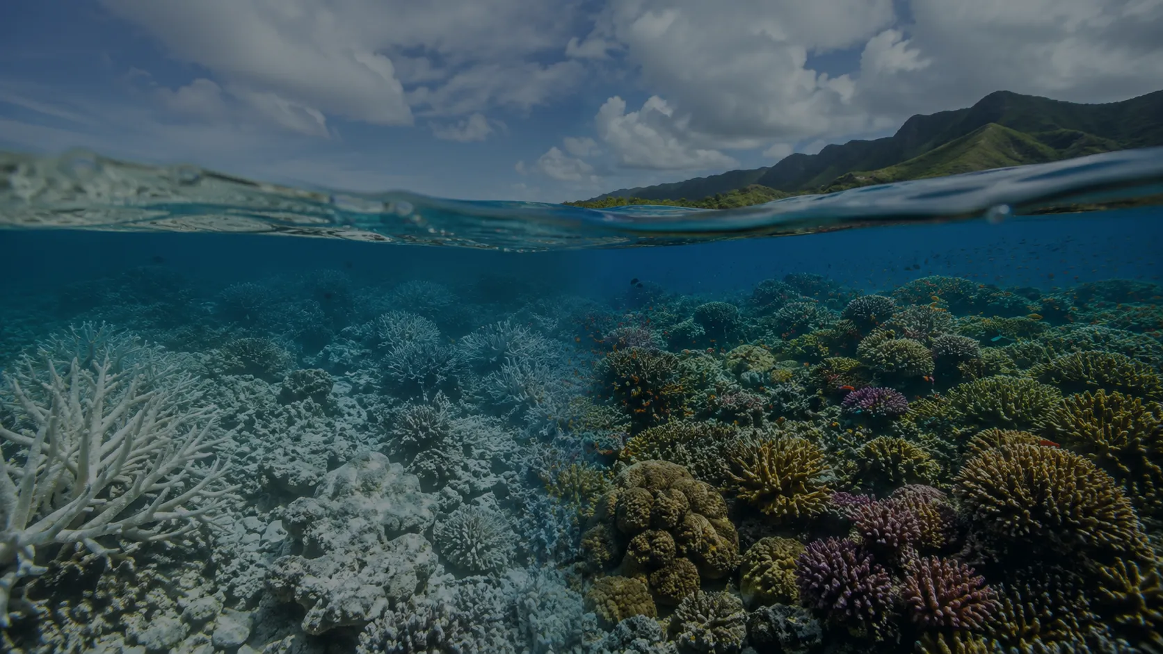 A coral reef beneath clear ocean water